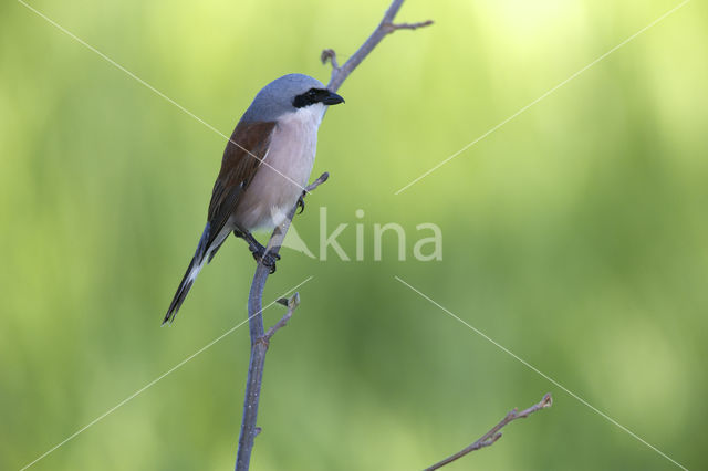 Grauwe Klauwier (Lanius collurio)