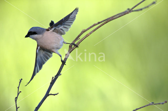 Red-backed Shrike (Lanius collurio)