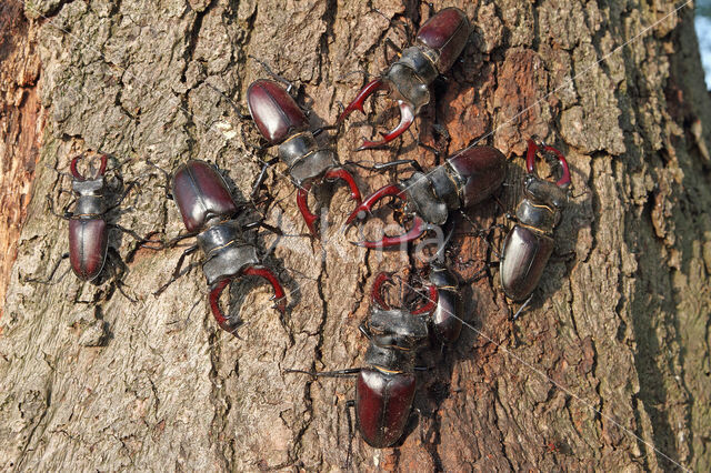 Stag Beetle (Lucanus cervus)