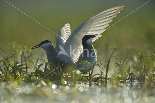 Whiskered Tern (Chlidonias hybridus)