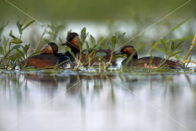 Geoorde Fuut (Podiceps nigricollis)