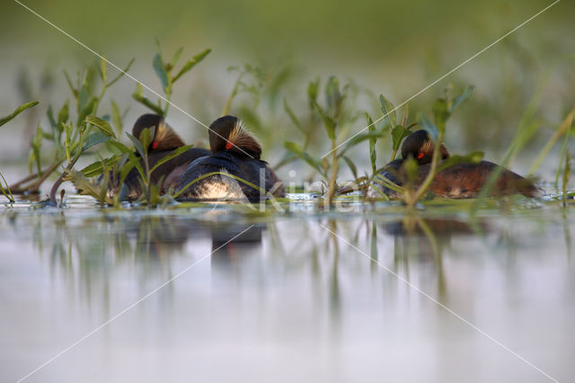 Geoorde Fuut (Podiceps nigricollis)