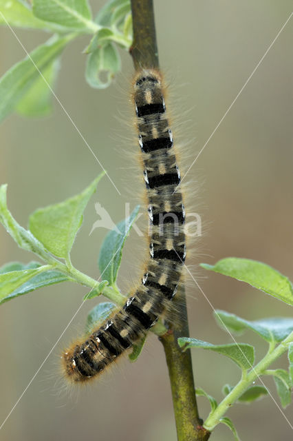 Northern Eggar (Lasiocampa quercus)