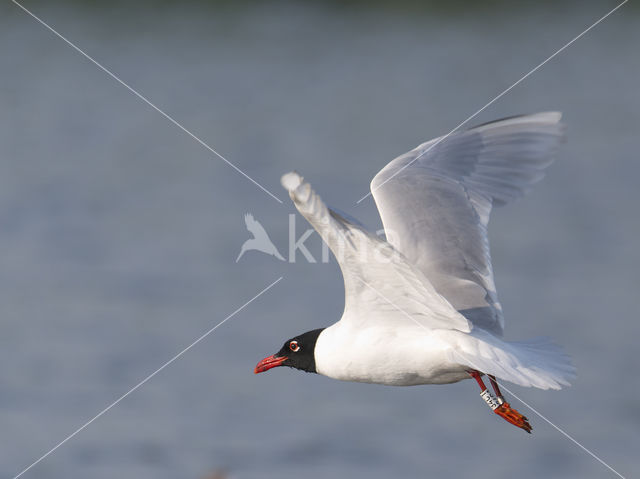 Zwartkopmeeuw (Larus melanocephalus)