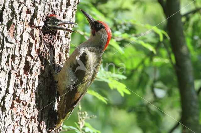 groene specht (Picus viridis sharpei)