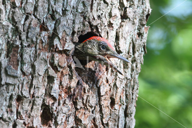 Picus viridis sharpei