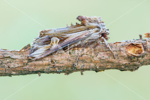 Gevlamde uil (Actinotia polyodon)