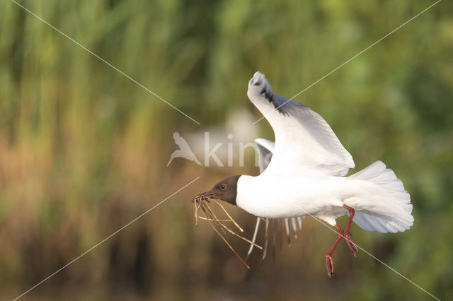 Black-headed Gull (Larus ridibundus)