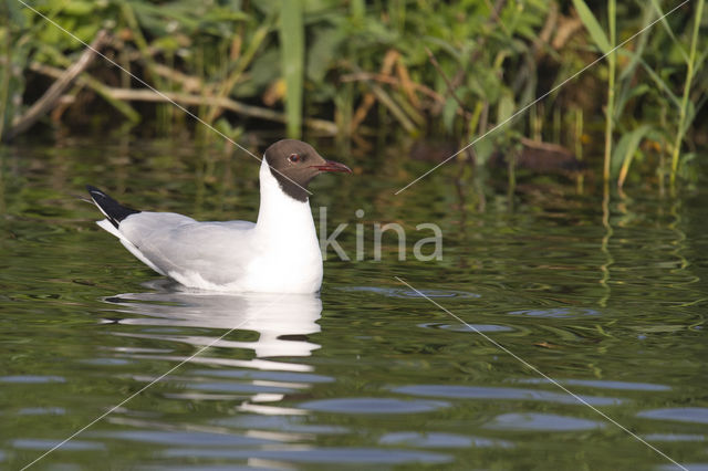 Black-headed Gull (Larus ridibundus)