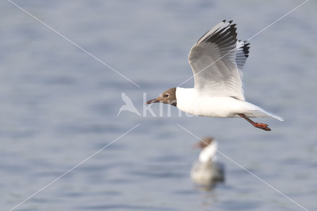 Black-headed Gull (Larus ridibundus)