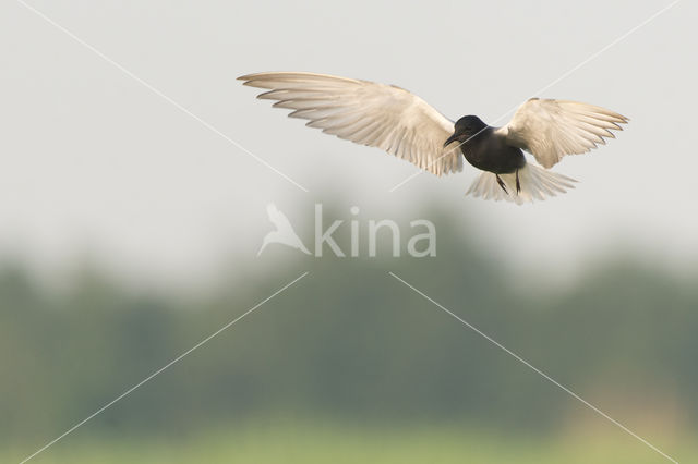 Black Tern (Chlidonias niger)