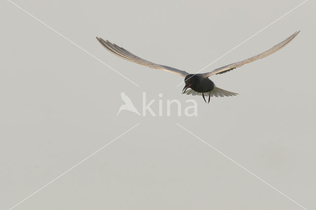 Black Tern (Chlidonias niger)