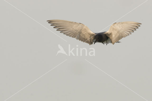 Black Tern (Chlidonias niger)