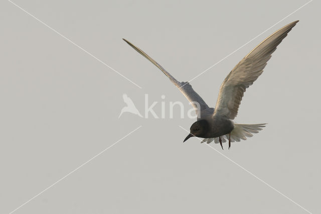 Black Tern (Chlidonias niger)