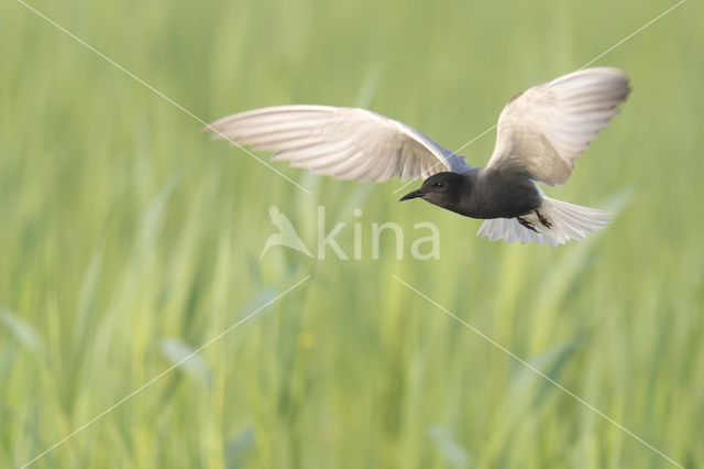 Black Tern (Chlidonias niger)