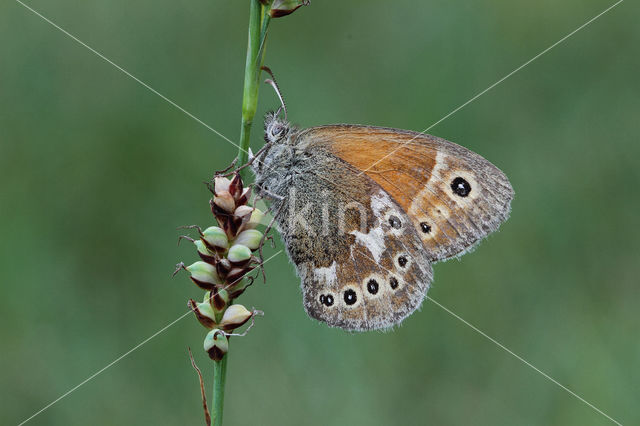 Veenhooibeestje (Coenonympha tullia)