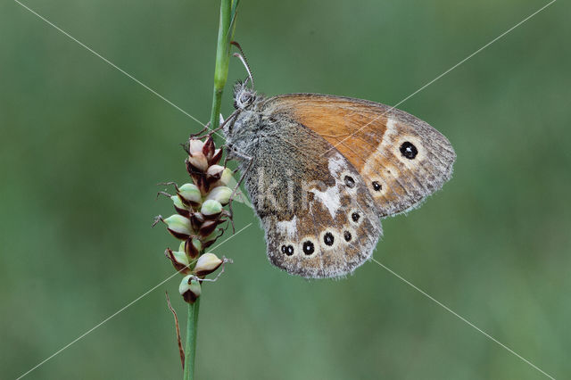 Veenhooibeestje (Coenonympha tullia)