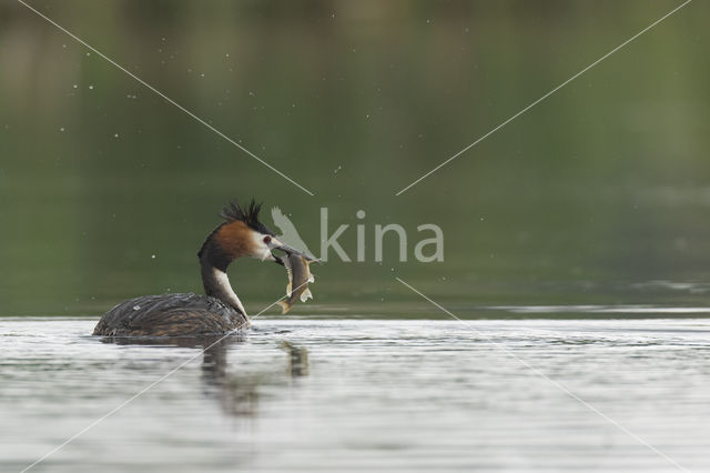 Great Crested Grebe (Podiceps cristatus)