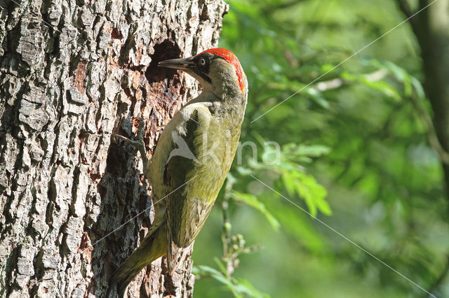 groene specht (Picus viridis sharpei)