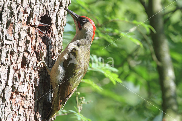 groene specht (Picus viridis sharpei)