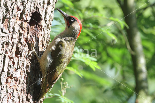 groene specht (Picus viridis sharpei)