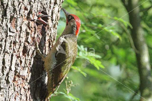 groene specht (Picus viridis sharpei)