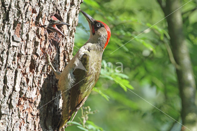 groene specht (Picus viridis sharpei)