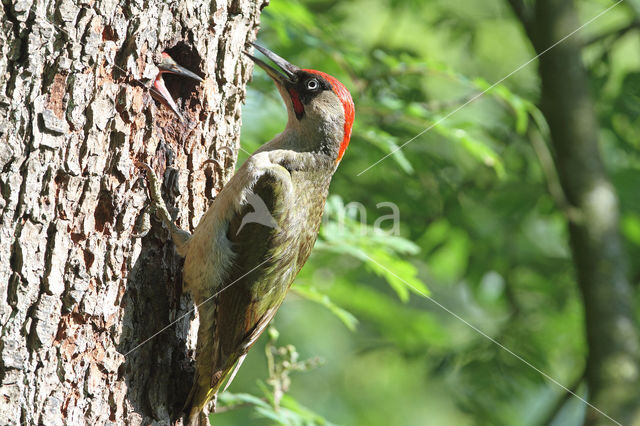 groene specht (Picus viridis sharpei)