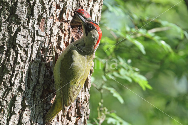 groene specht (Picus viridis sharpei)