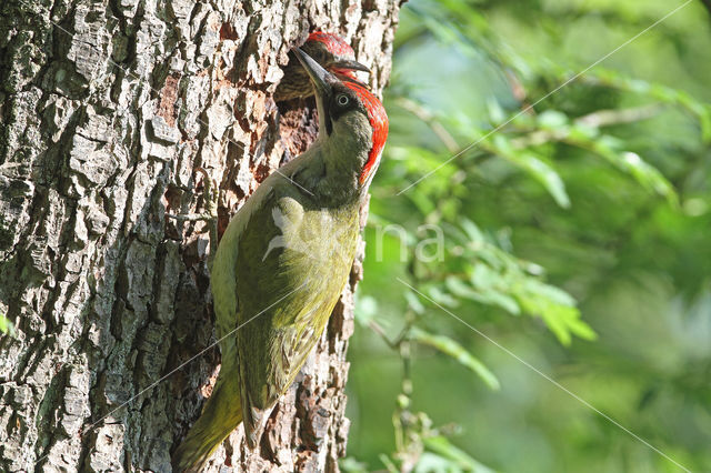 groene specht (Picus viridis sharpei)