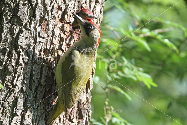 groene specht (Picus viridis sharpei)