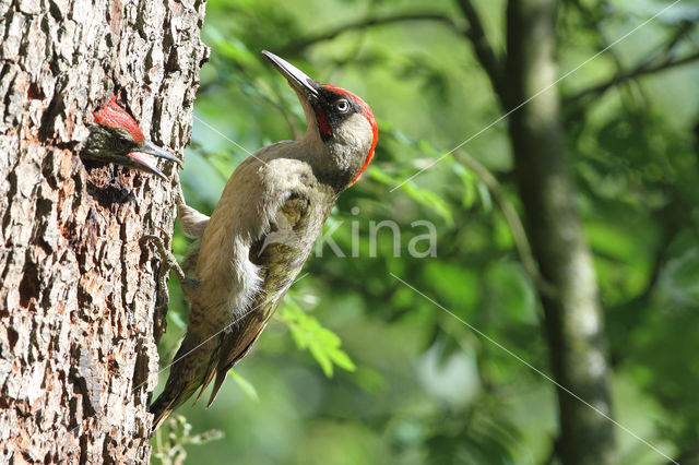 groene specht (Picus viridis sharpei)