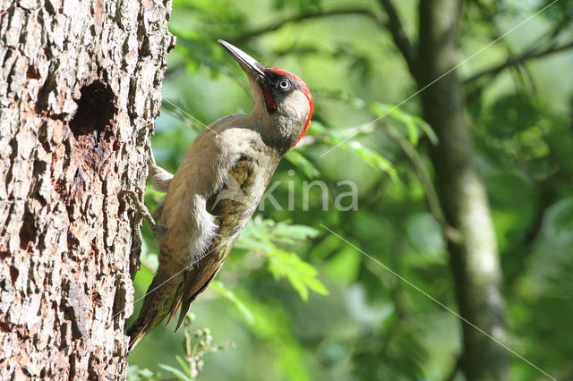 groene specht (Picus viridis sharpei)