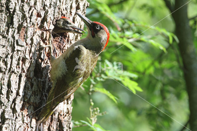 groene specht (Picus viridis sharpei)