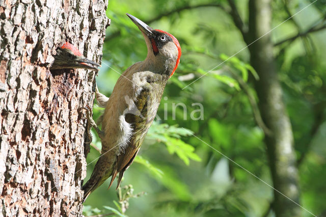 groene specht (Picus viridis sharpei)