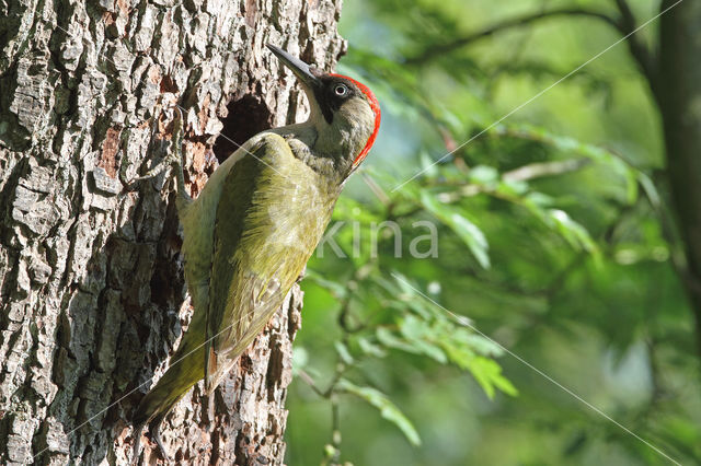 groene specht (Picus viridis sharpei)