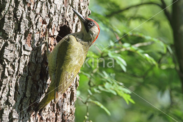 groene specht (Picus viridis sharpei)