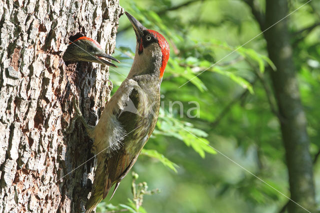 groene specht (Picus viridis sharpei)