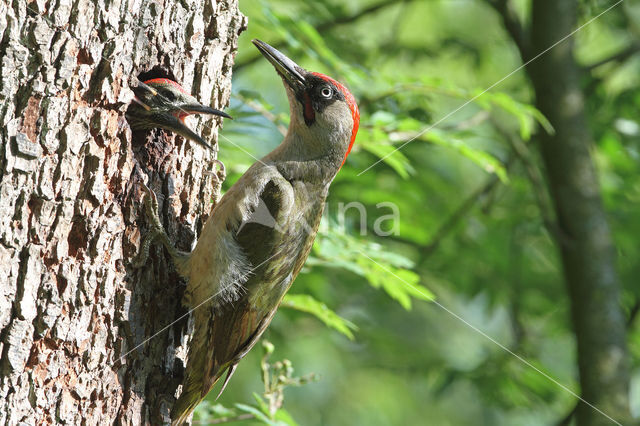 groene specht (Picus viridis sharpei)