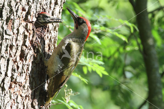 groene specht (Picus viridis sharpei)