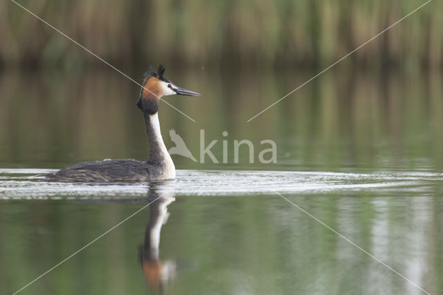 Great Crested Grebe (Podiceps cristatus)