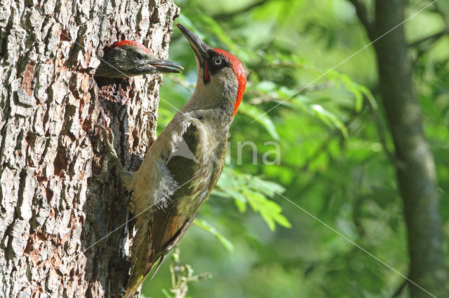 groene specht (Picus viridis sharpei)