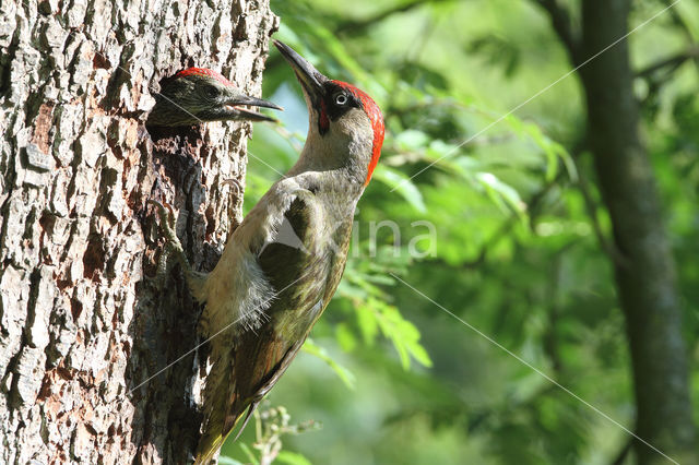 Picus viridis sharpei