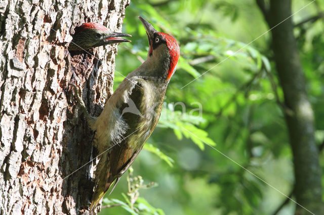 groene specht (Picus viridis sharpei)