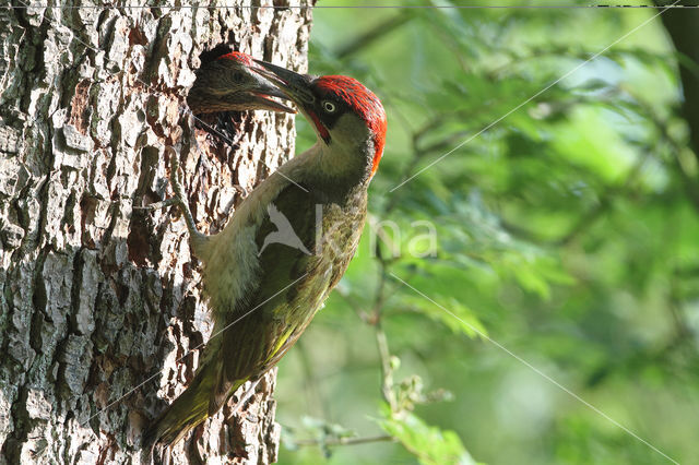 groene specht (Picus viridis sharpei)