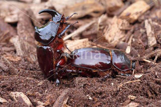 Neushoornkever (Oryctes nasicornis)