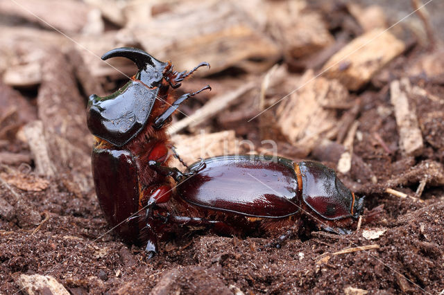 Neushoornkever (Oryctes nasicornis)