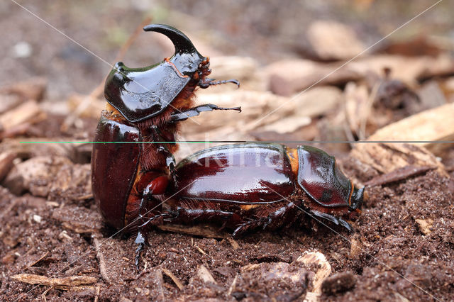 Neushoornkever (Oryctes nasicornis)