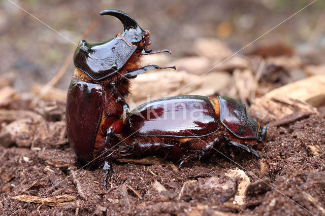 Neushoornkever (Oryctes nasicornis)