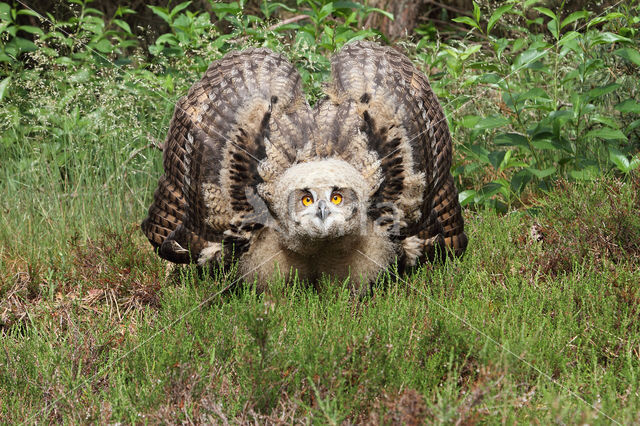 Eurasian Eagle-Owl (Bubo bubo)